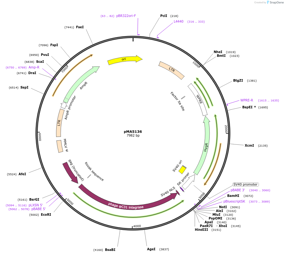 184853-plasmid-map-sequence-id-363888