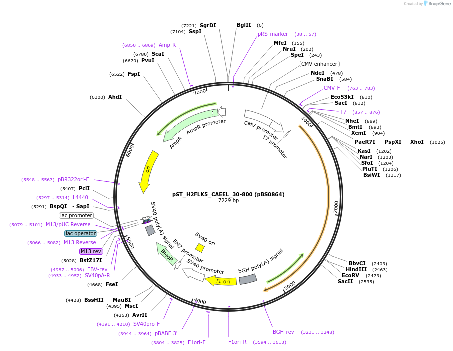 185283-plasmid-map-sequence-id-363889