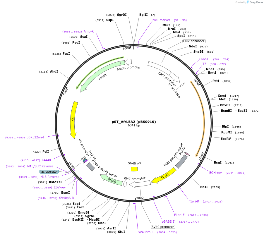 185284-plasmid-map-sequence-id-363890