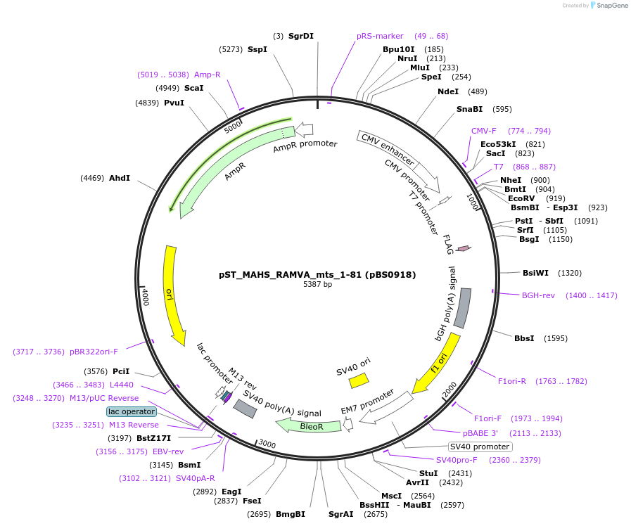 185287-plasmid-map-sequence-id-363893