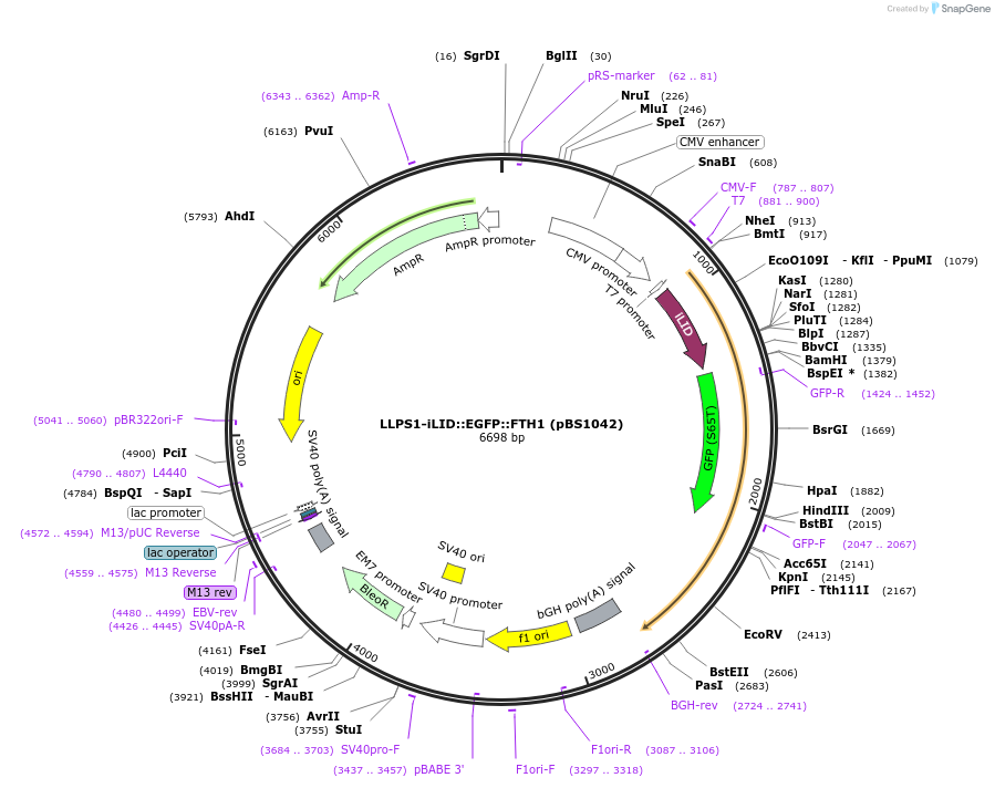 185289-plasmid-map-sequence-id-363896