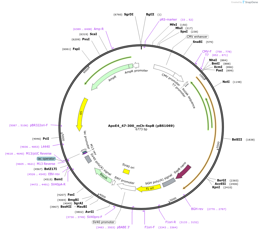185292-plasmid-map-sequence-id-363900