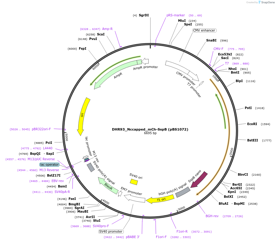 185295-plasmid-map-sequence-id-363905