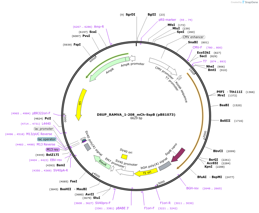 185296-plasmid-map-sequence-id-363910