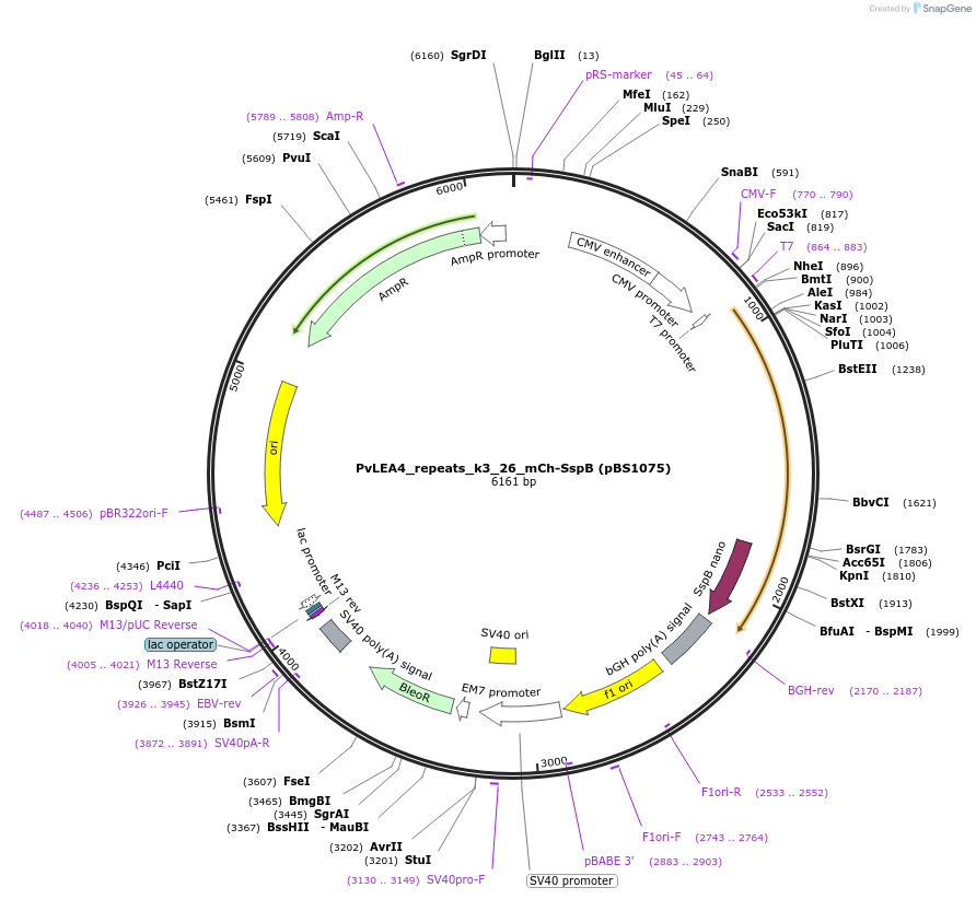 185299-plasmid-map-sequence-id-363926
