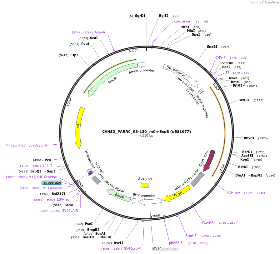 185300-plasmid-map-sequence-id-363927