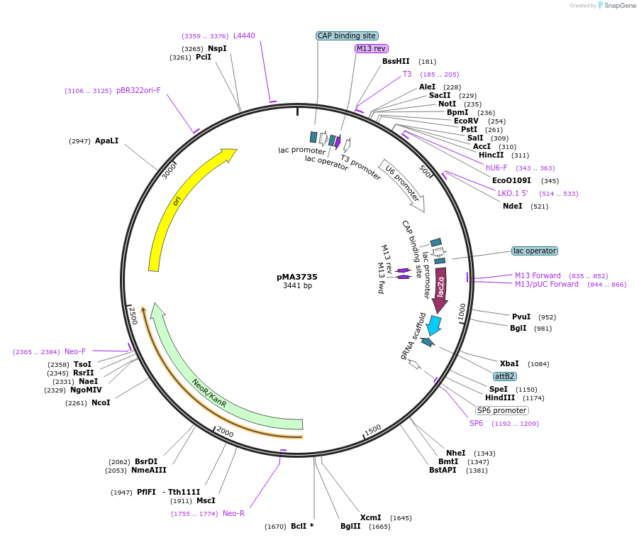 184848-plasmid-map-sequence-id-363928