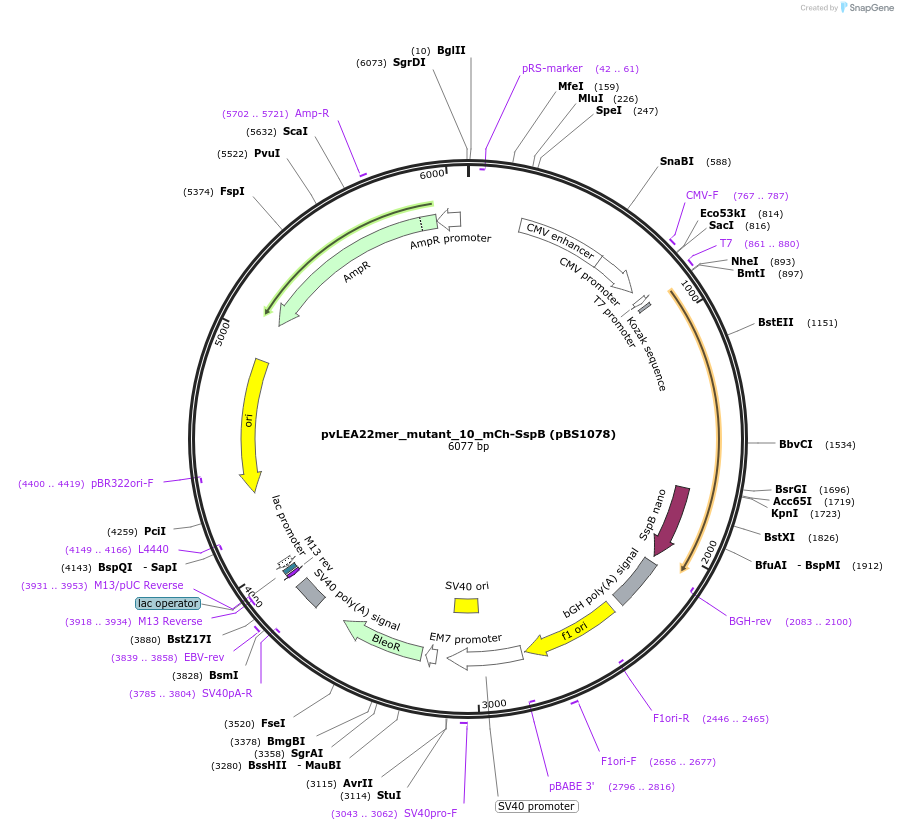 185301-plasmid-map-sequence-id-363929
