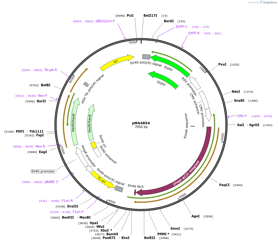 184849-plasmid-map-sequence-id-363931