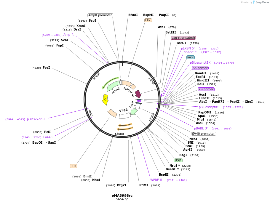 184851-plasmid-map-sequence-id-363932