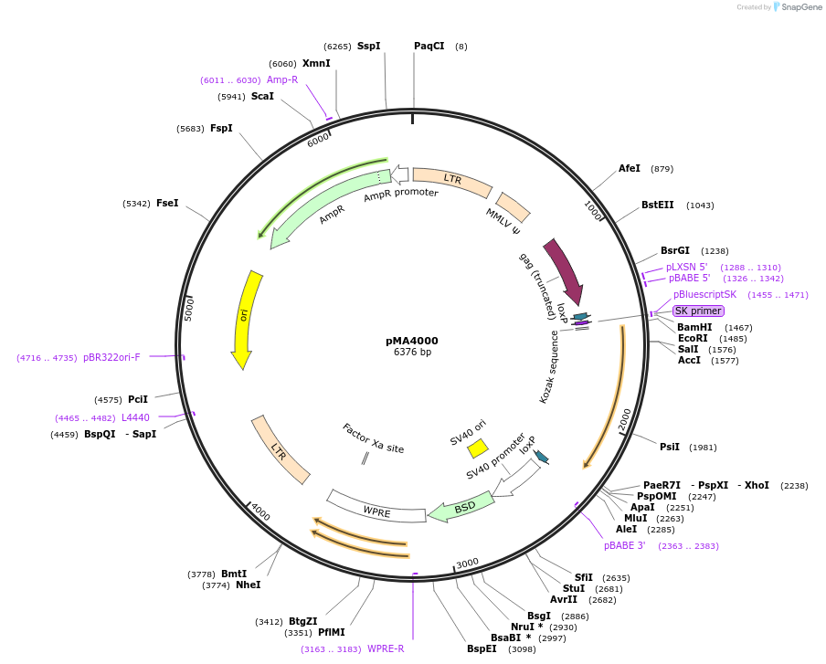 184857-plasmid-map-sequence-id-363933