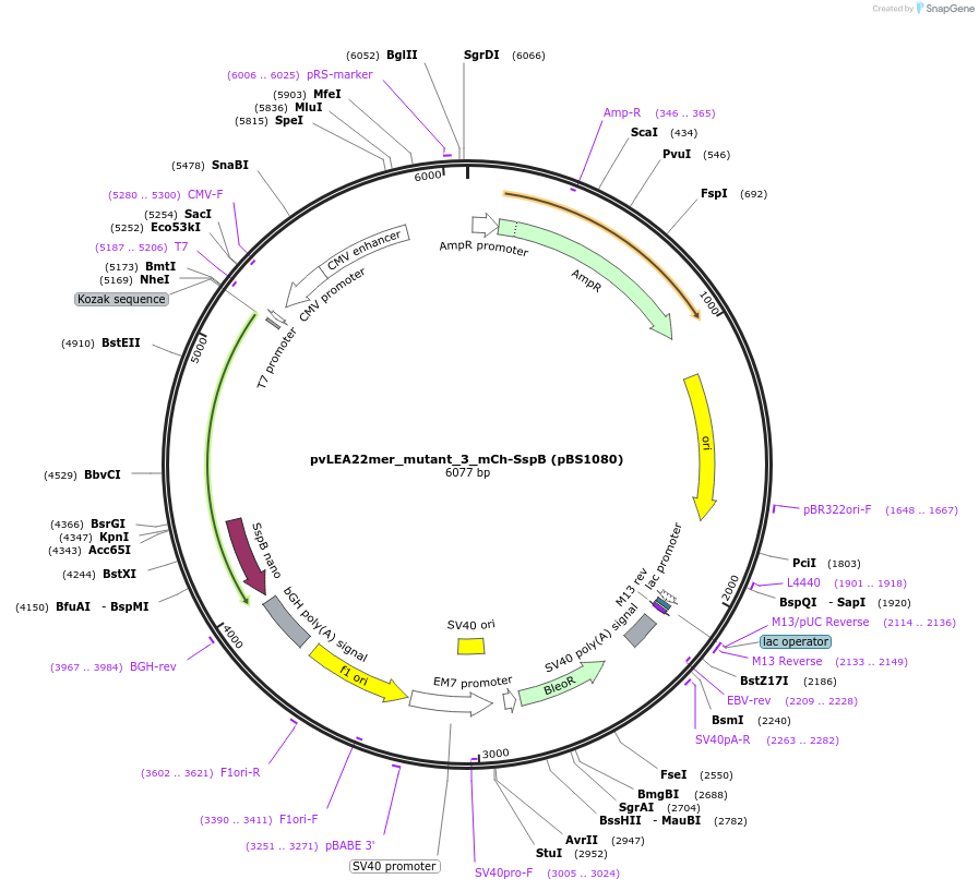 185303-plasmid-map-sequence-id-363934