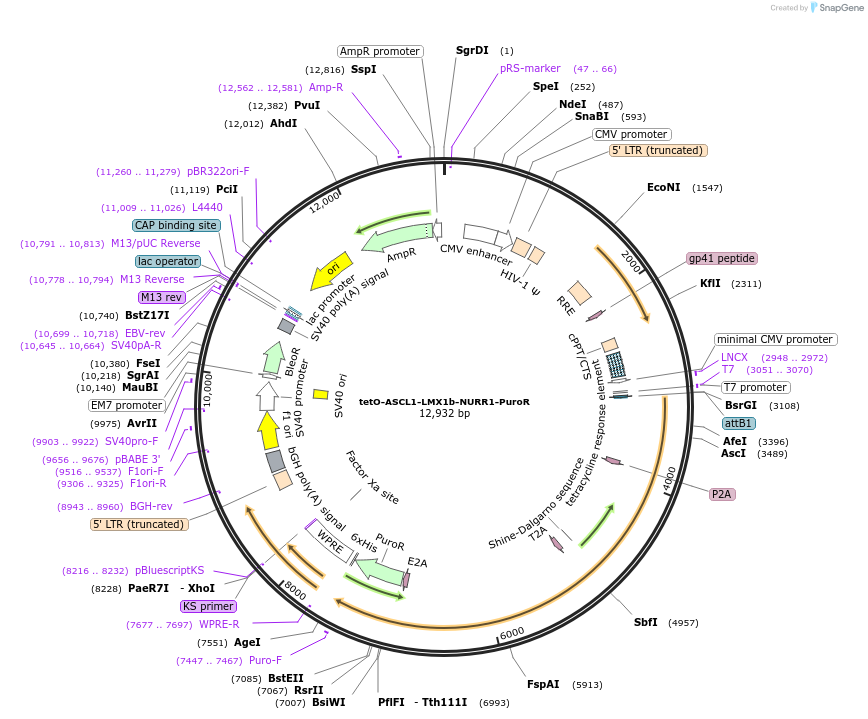 182298-plasmid-map-sequence-id-363936