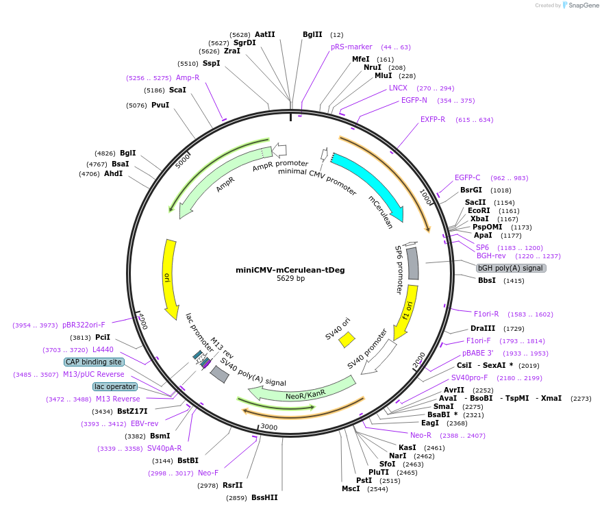 185401-plasmid-map-sequence-id-363942