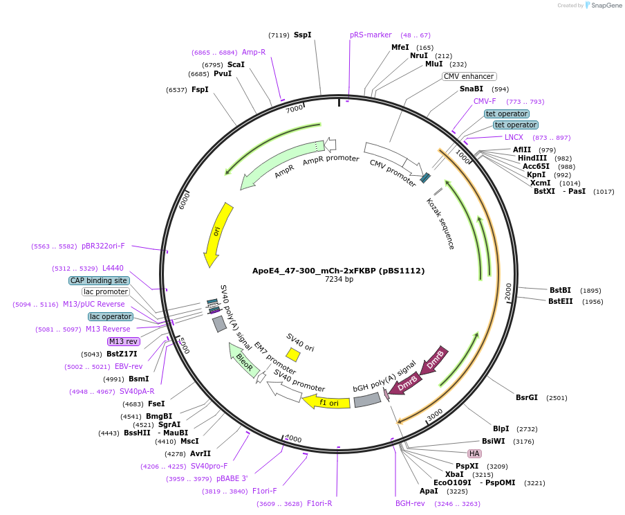 185307-plasmid-map-sequence-id-363945