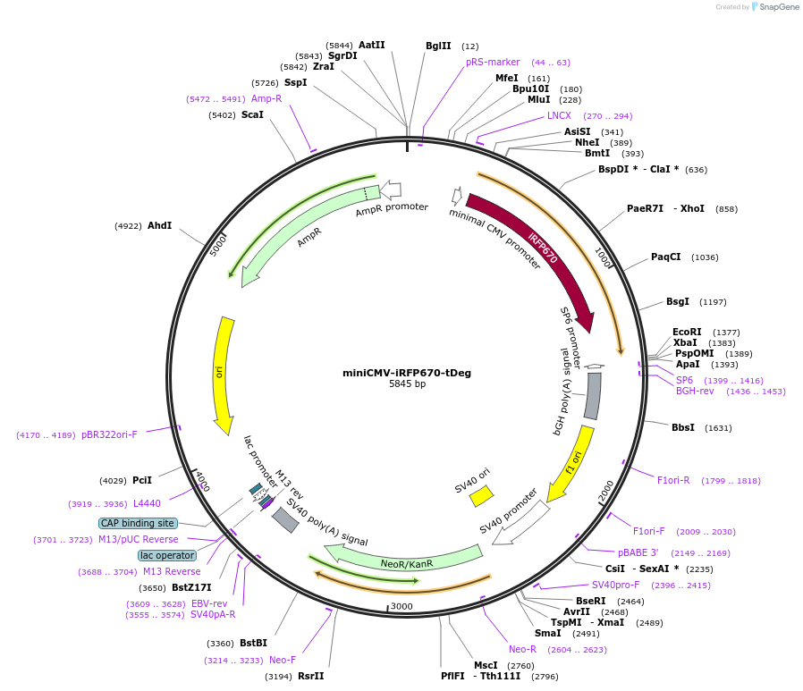 185403-plasmid-map-sequence-id-363949
