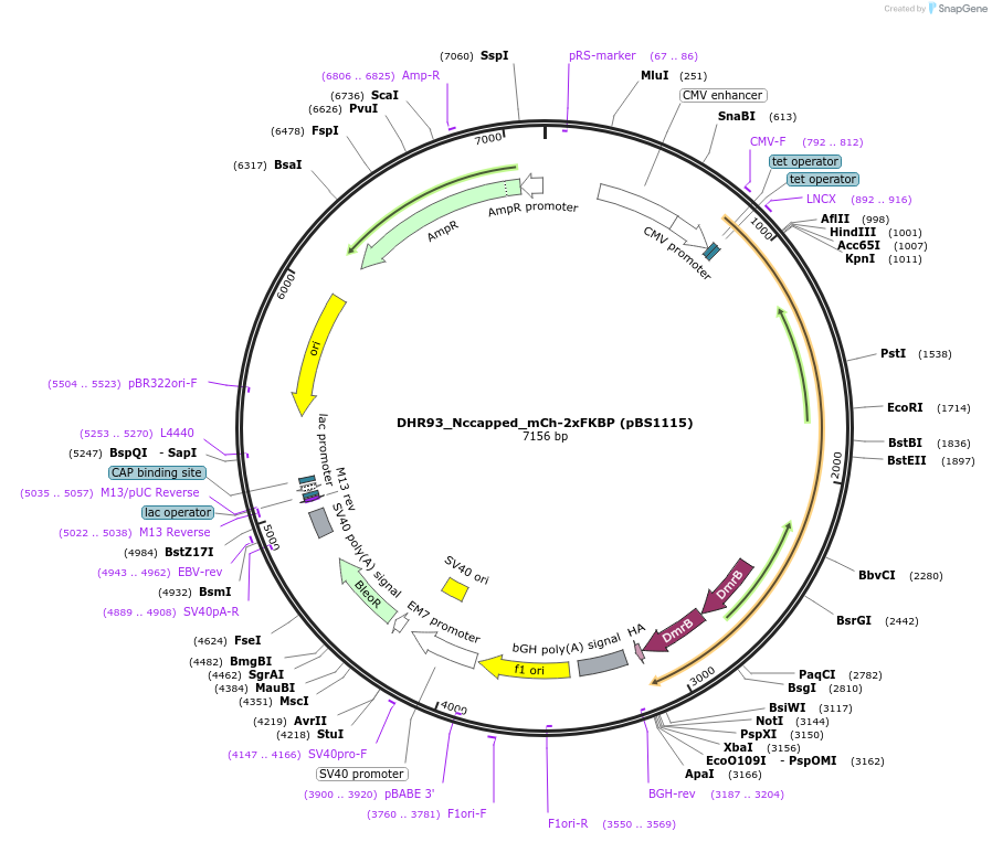 185310-plasmid-map-sequence-id-363950