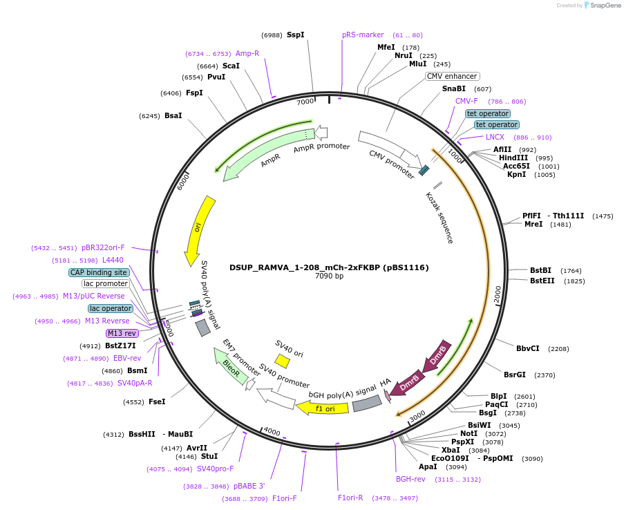 185311-plasmid-map-sequence-id-363951