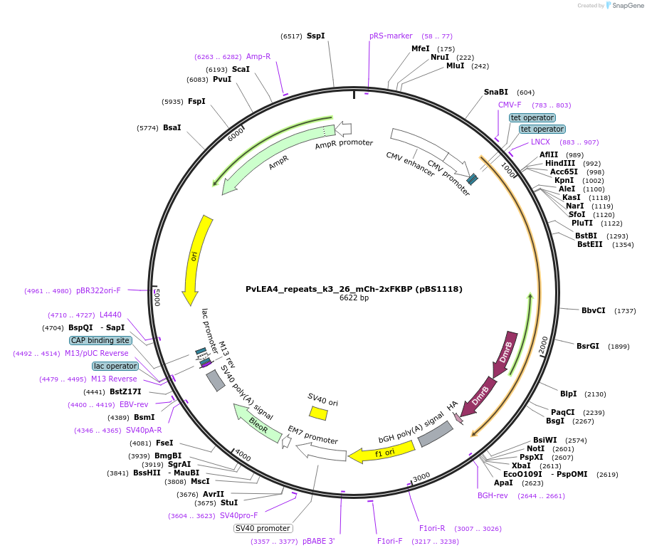 185313-plasmid-map-sequence-id-363953