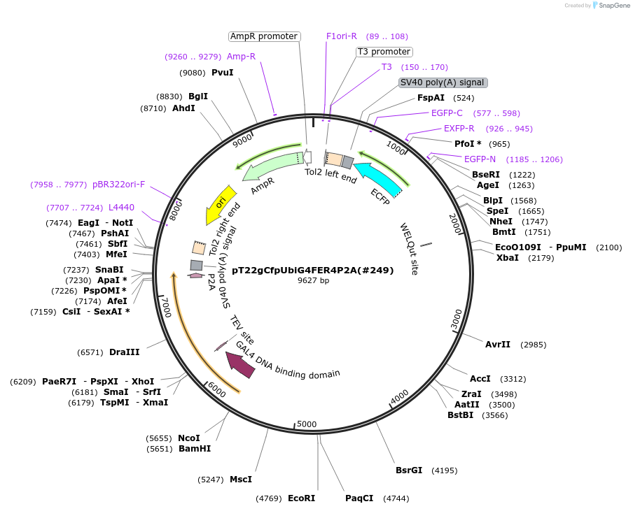 184070-plasmid-map-sequence-id-363955