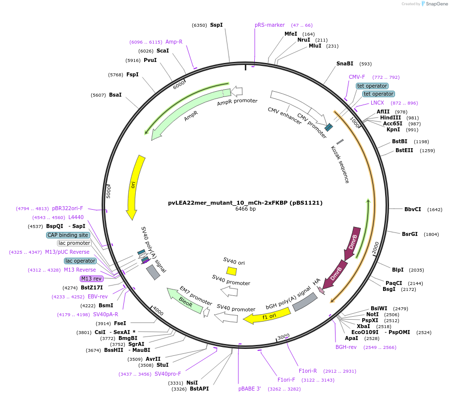 185316-plasmid-map-sequence-id-363958