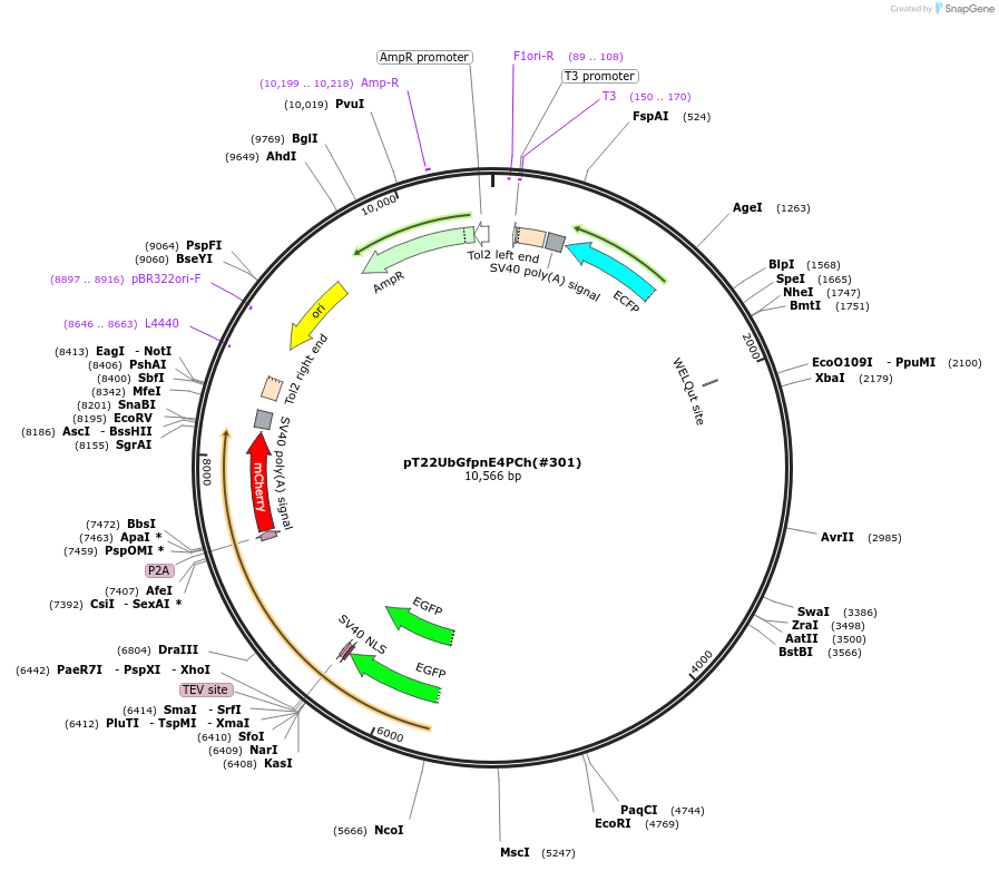 184066-plasmid-map-sequence-id-363963