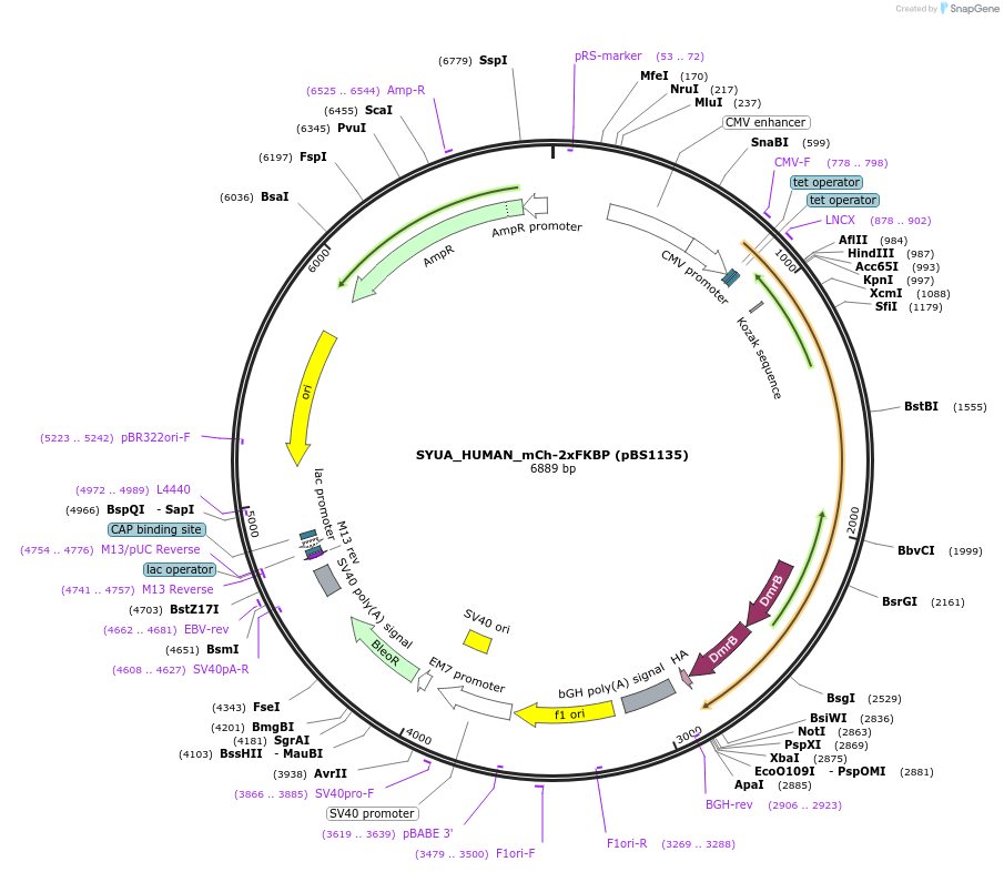 185319-plasmid-map-sequence-id-363964