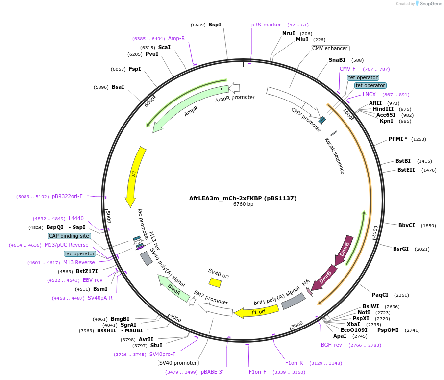 185321-plasmid-map-sequence-id-363969