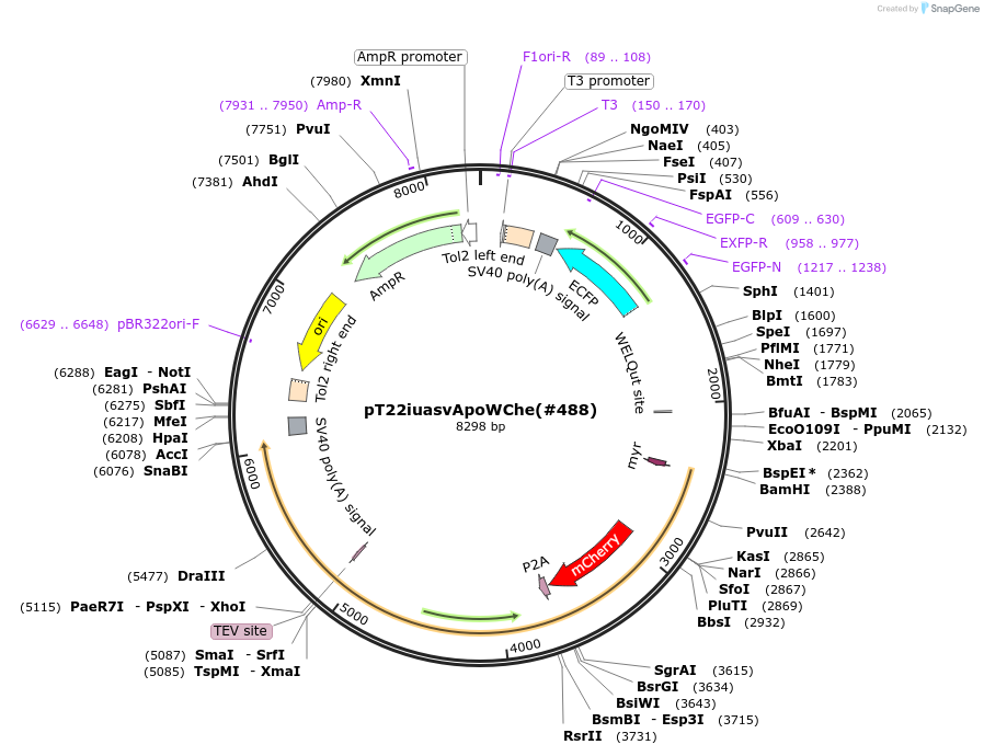 184108-plasmid-map-sequence-id-363970