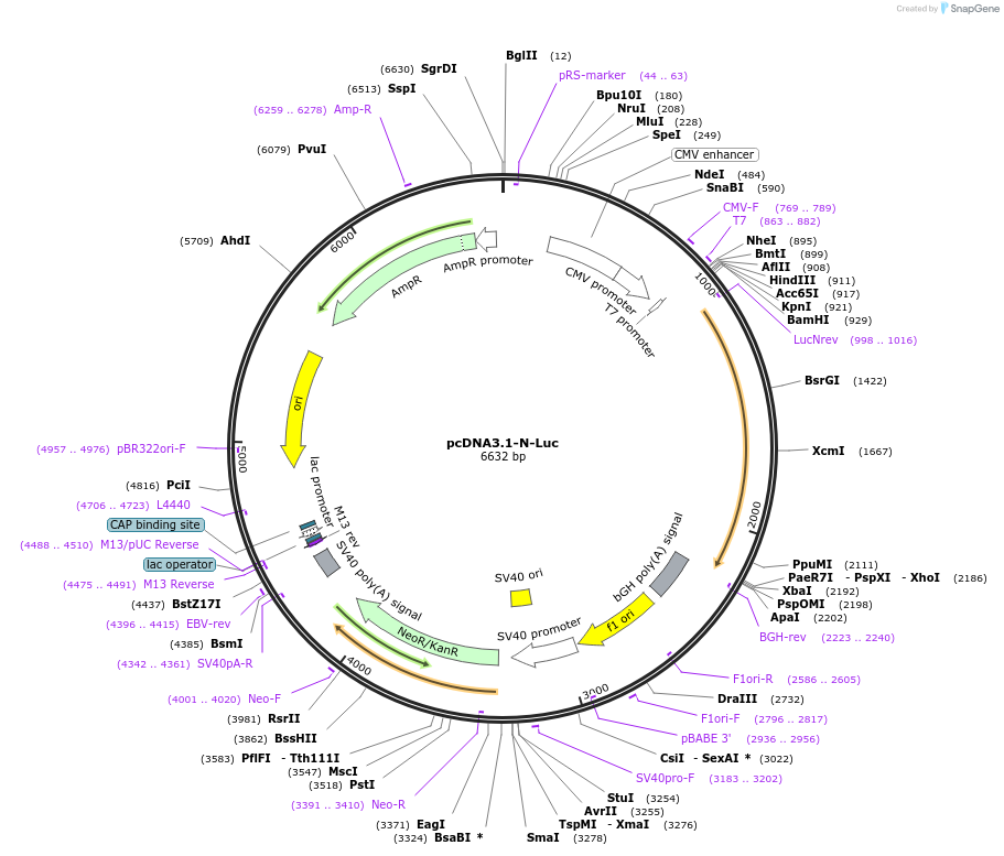 185357-plasmid-map-sequence-id-363972