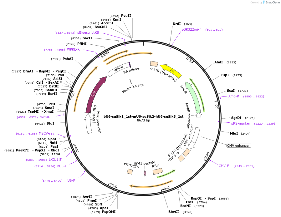 177232-plasmid-map-sequence-id-363978