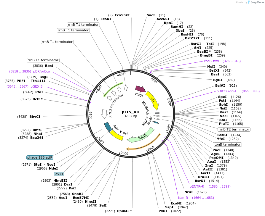 173775-plasmid-map-sequence-id-363986