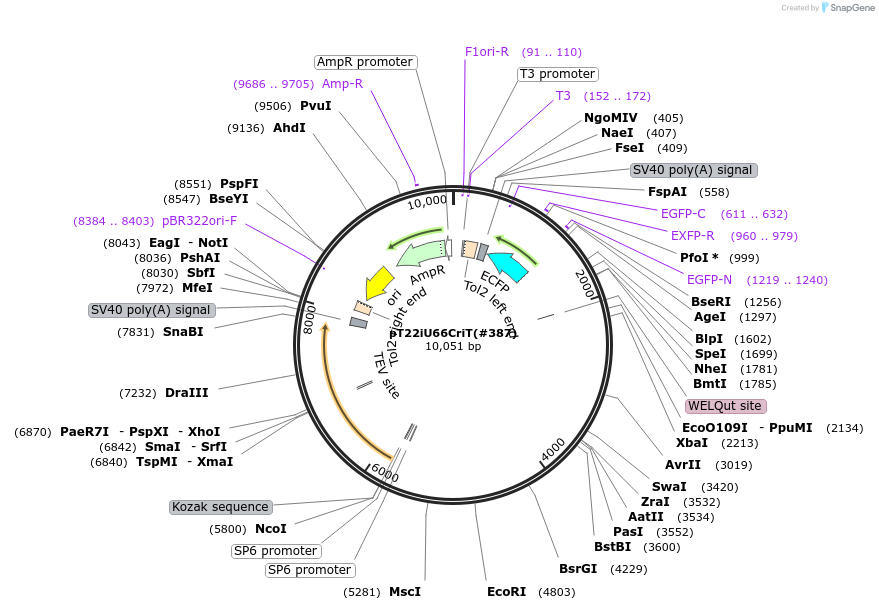 184061-plasmid-map-sequence-id-363987