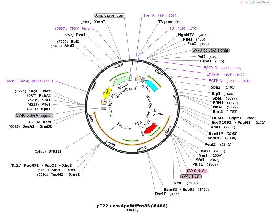 184107-plasmid-map-sequence-id-363989