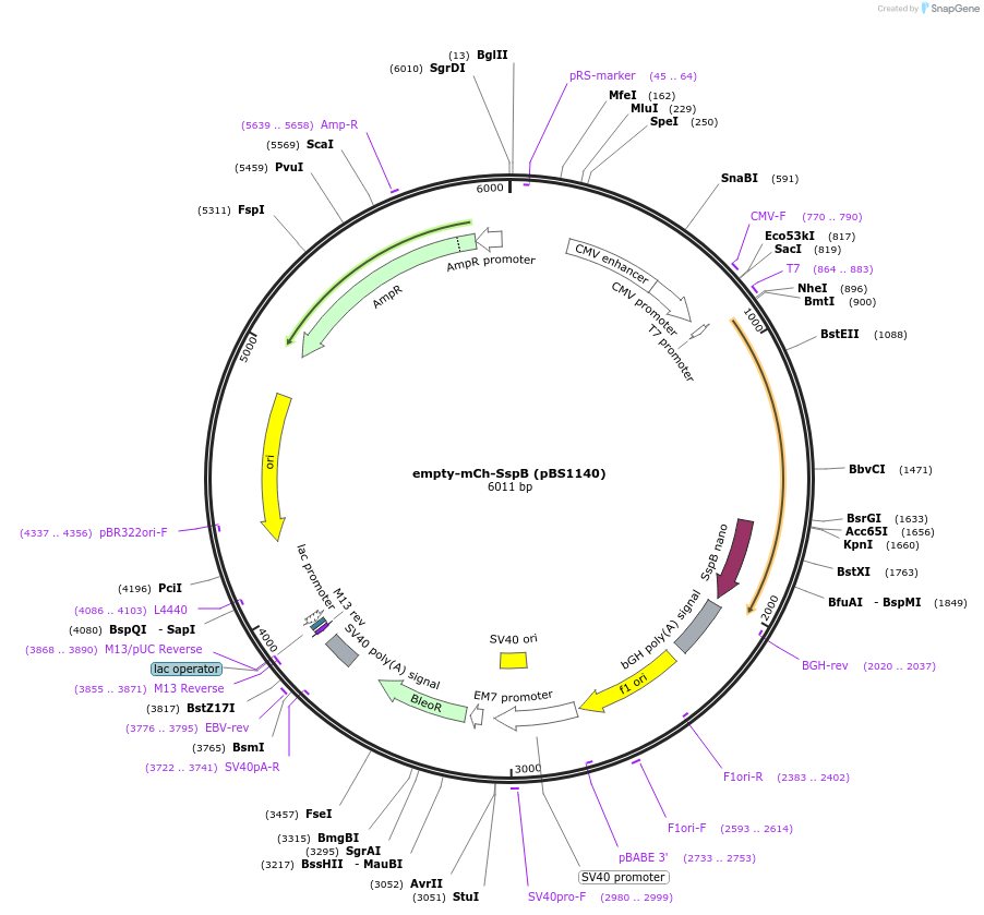 185323-plasmid-map-sequence-id-363992