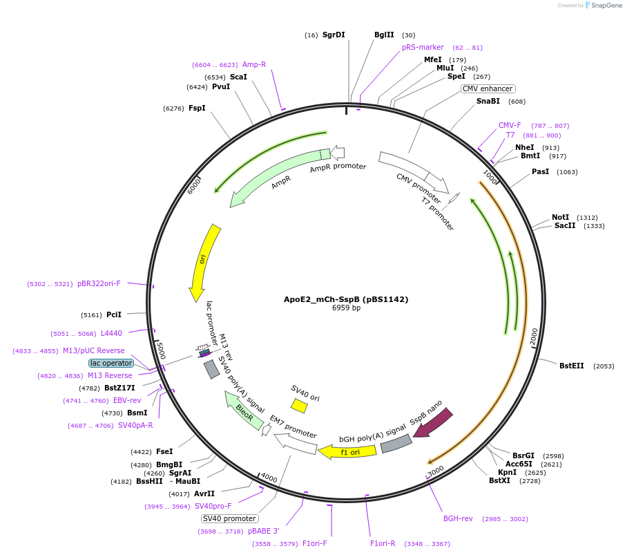 185324-plasmid-map-sequence-id-363994