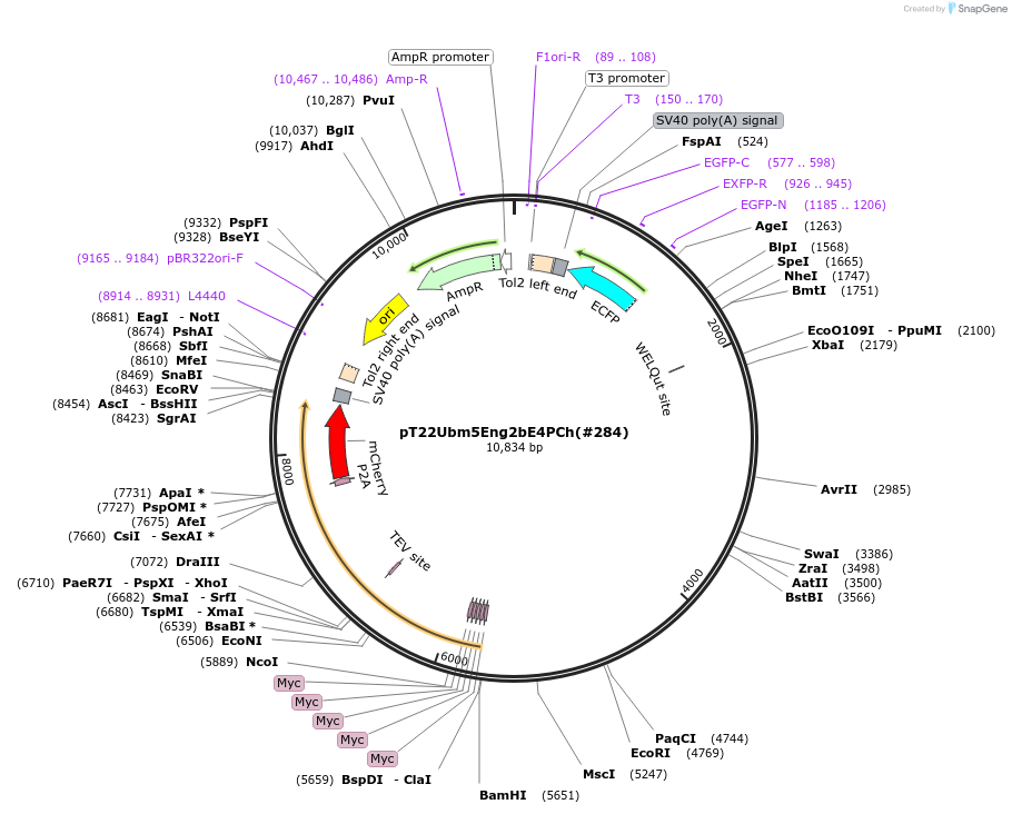 184088-plasmid-map-sequence-id-364000