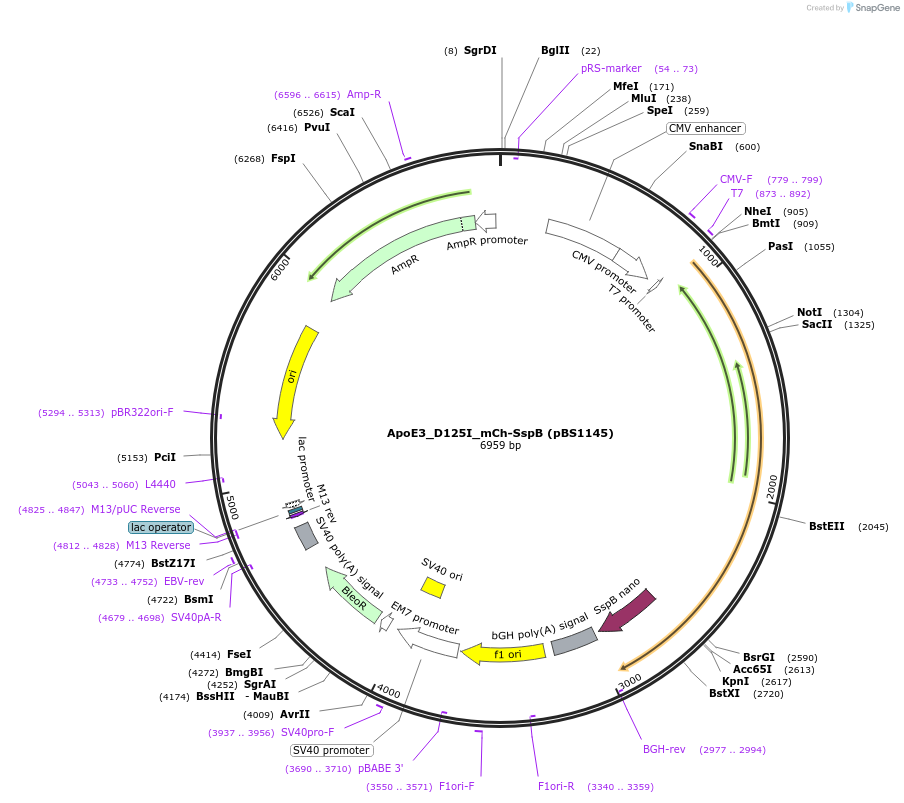 185327-plasmid-map-sequence-id-364002