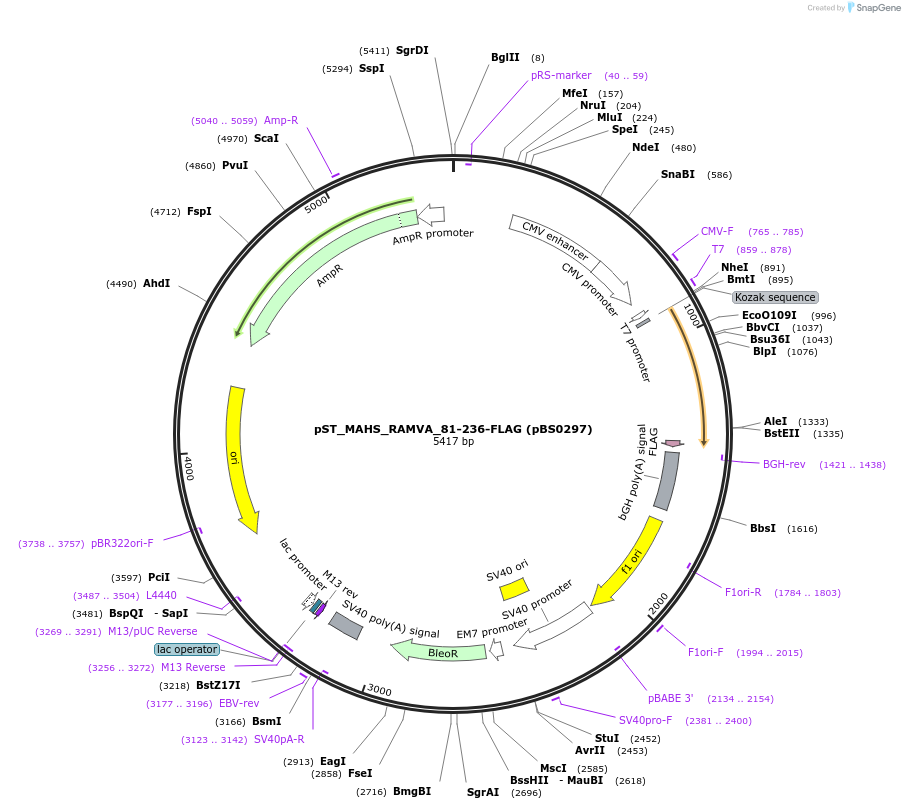 185328-plasmid-map-sequence-id-364003