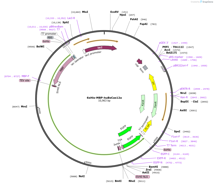 174671-plasmid-map-sequence-id-364005
