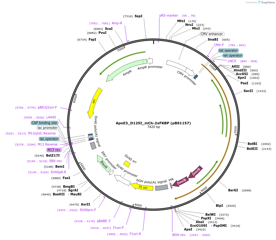 185330-plasmid-map-sequence-id-364006