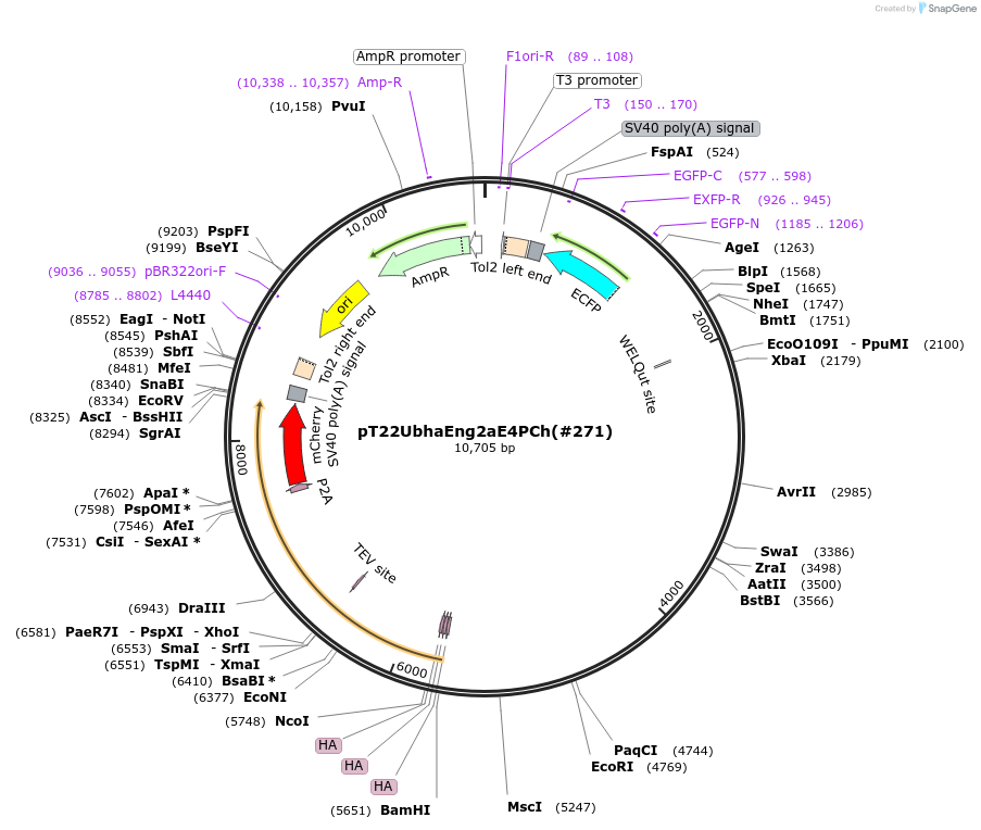 184085-plasmid-map-sequence-id-364008