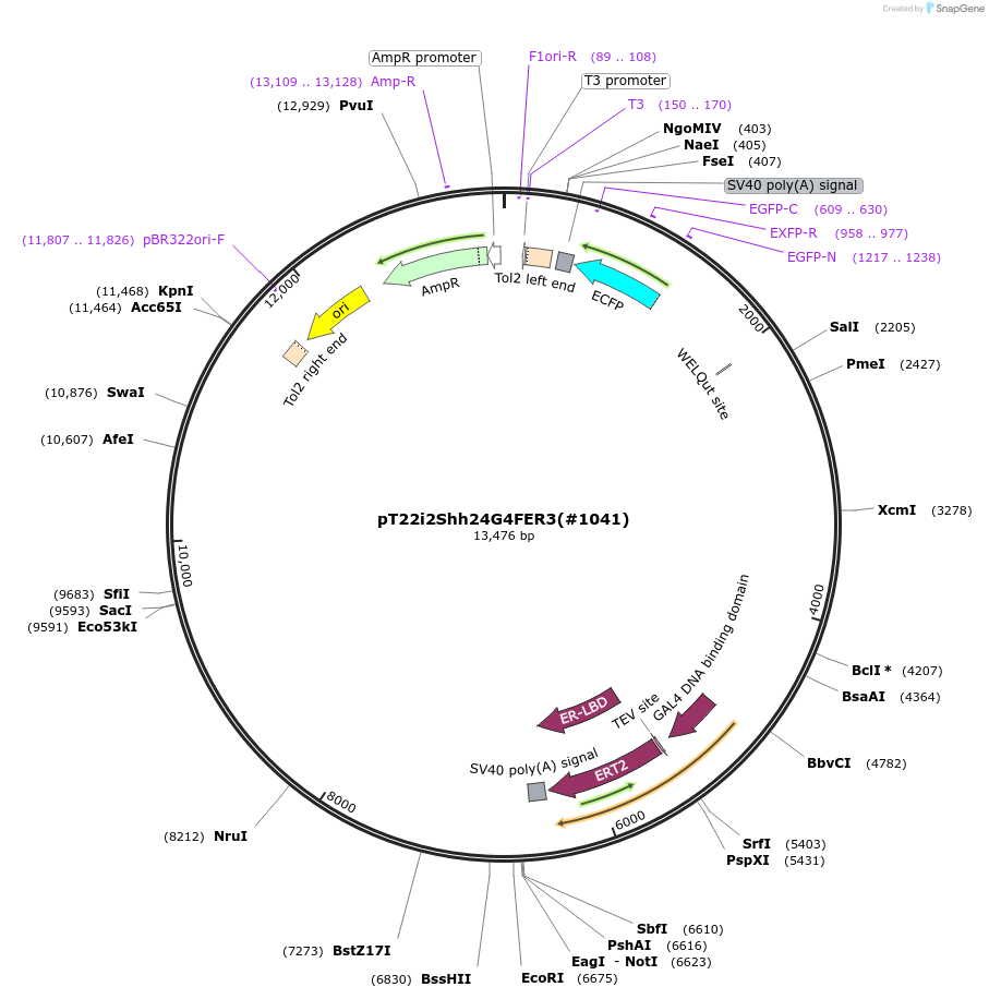 184072-plasmid-map-sequence-id-364010
