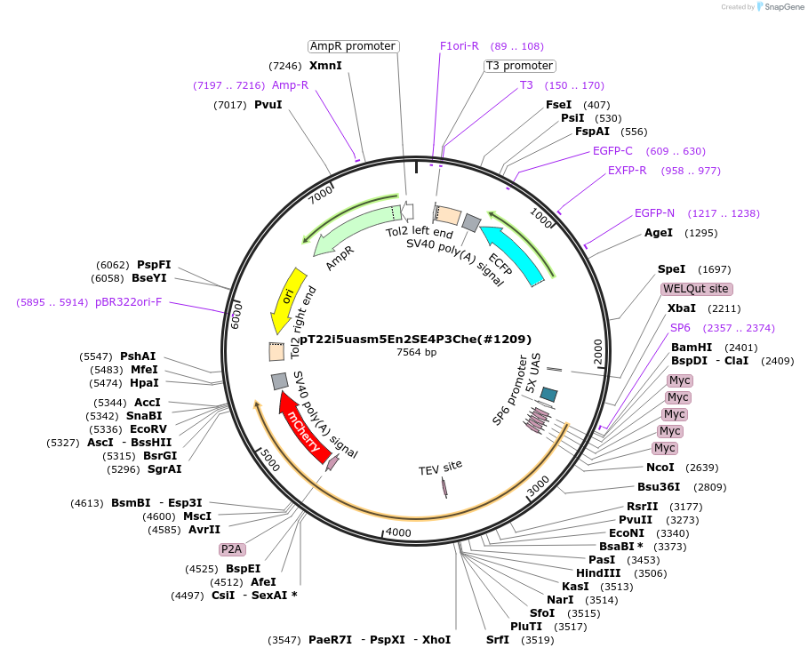 184097-plasmid-map-sequence-id-364012