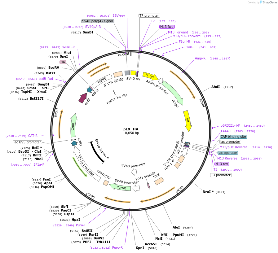 178534-plasmid-map-sequence-id-364019