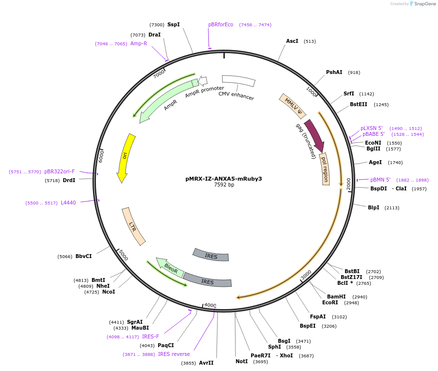 184891-plasmid-map-sequence-id-364037