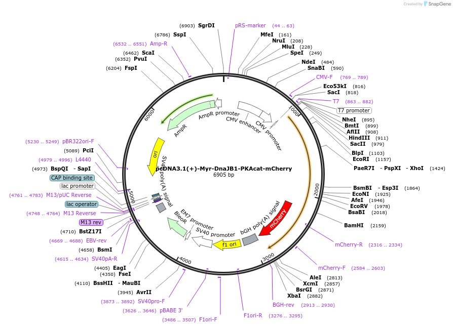 181853-plasmid-map-sequence-id-364038