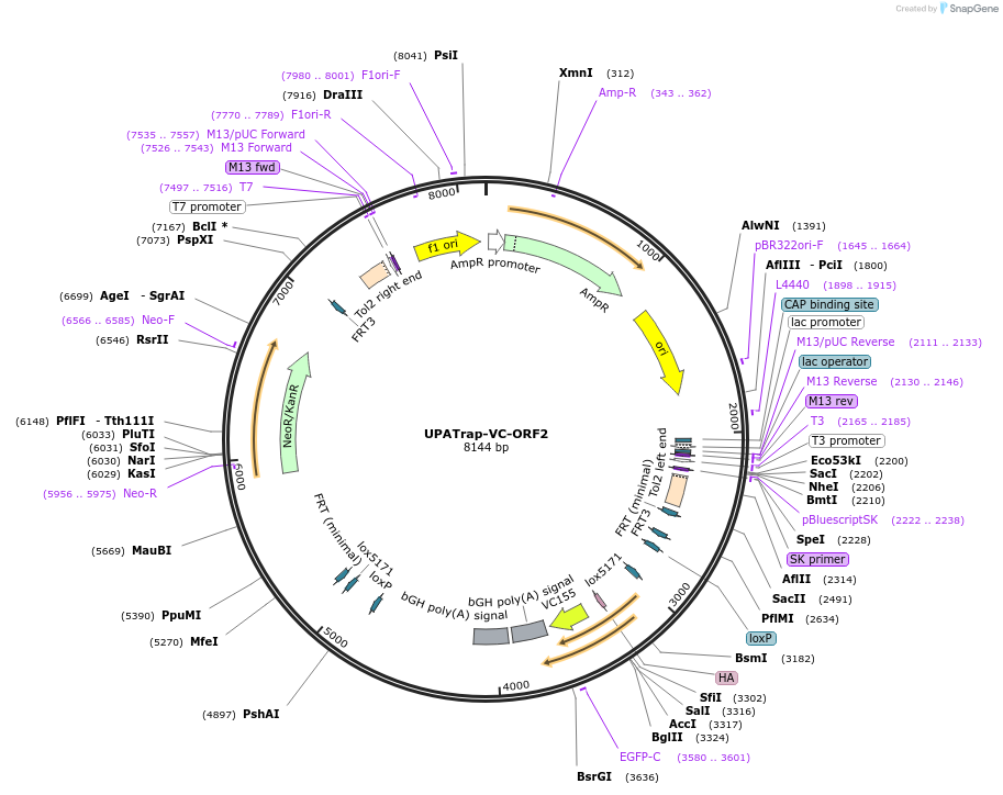 110653-plasmid-map-sequence-id-364048