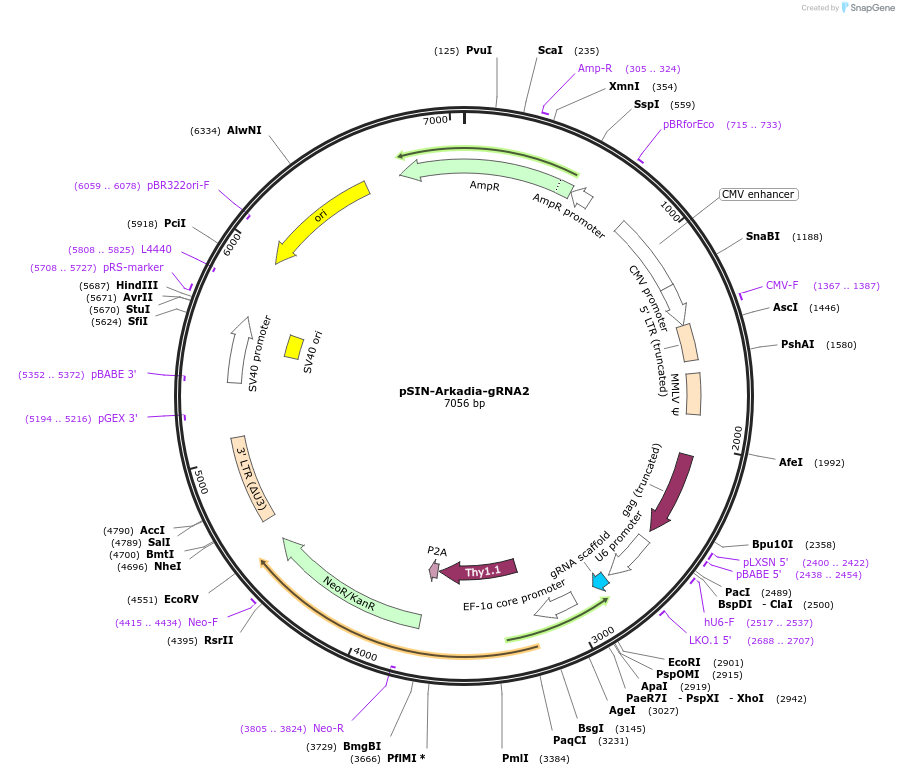 180362-plasmid-map-sequence-id-364053