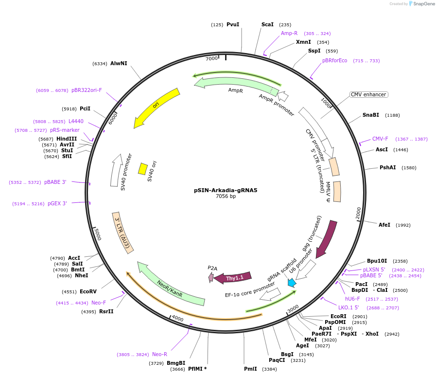 180366-plasmid-map-sequence-id-364057